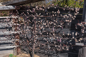 Blühender Marillenbaum im Frühling