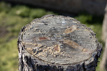 Wood Log With Rings With Blurred Background