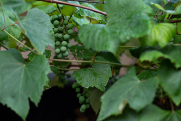 green grapes ripening on the branch among leaves