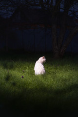 domestic cats on a background of green grass