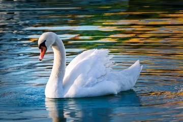 Rolgordijnen Beautiful swan swims in the lake at sunrise. Siofok town by the Balaton lake. © Milan