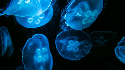 Jellyfish swimming in an aquarium