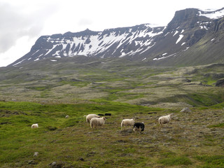 Fototapeta premium Schafe auf Island