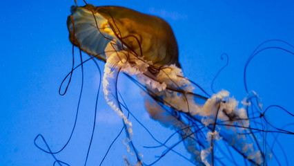 Jellyfish swimming in an aquarium