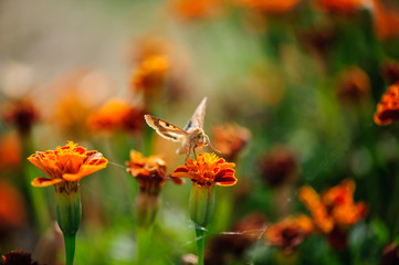 White moth is sitting on a flower of a Tagetes
