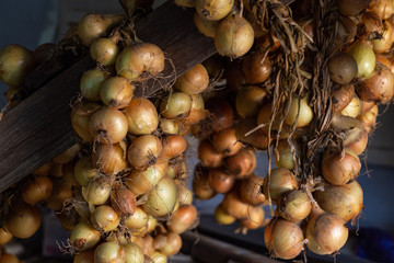 braids of yellow onions are hanging and drying