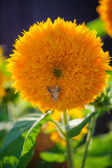 A moth on a flower.Decorative sunflower variety 'Teddy Bear'.