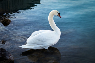 Beautiful swan swims in the lake at sunrise. Siofok town by the Balaton lake.