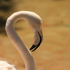 Beautiful and graceful flamingo bird