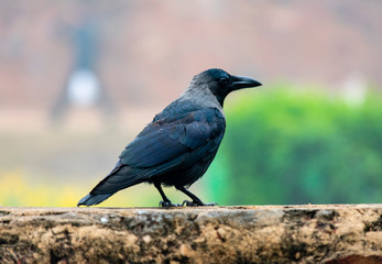 India, Delhi, New Delhi - 8 January 2020 - A crow in the Lodhi gardens