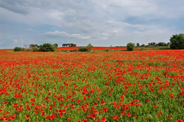 A common poppy (Papaver rhoeas) field