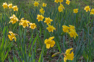 Obraz premium Gennevilliers, France - 03 15 2020: Nature in bloom as spring approaches. Carpet of yellow daffodils at sunset