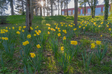 Fototapeta premium Gennevilliers, France - 03 15 2020: Nature in bloom as spring approaches. Carpet of yellow daffodils at sunset