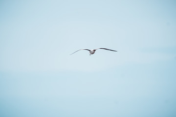 Fototapeta na wymiar Seagull flies in the blue sky, Grömitz Germany