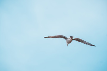 Seagull flies in the blue sky, Grömitz Germany
