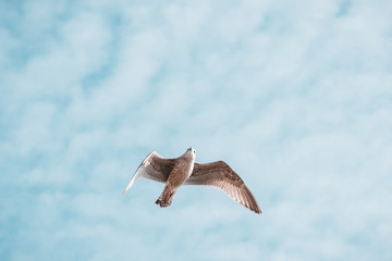 Seagull flies in the blue sky, Grömitz Germany
