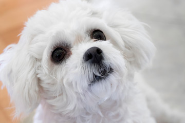 A cute white puppy of Bichon watching  the sky with its black eyes