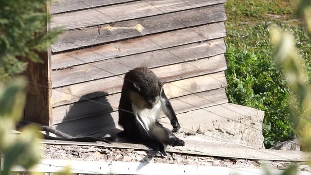 Cercopithecus mona, monkey in zoo. Wild mammal, primate in summertime. 
