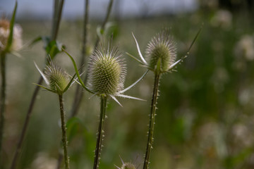 thorns, spines, and prickles grass