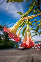 Flowers hanging off tree in Costa Rica
