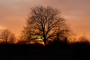 Silhouette of Lonely Tree Against Sunset Sky