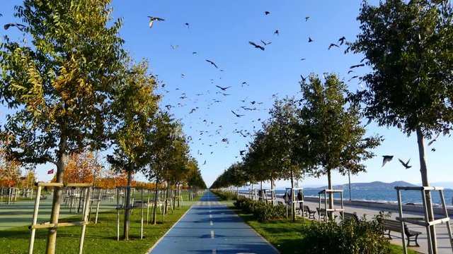 Cycling through the birds. POV. Starling flock over Maltepe Recreational Park in Istanbul. Murmuration of starlings, a spectacular aerobatic display of a large number of birds in flight