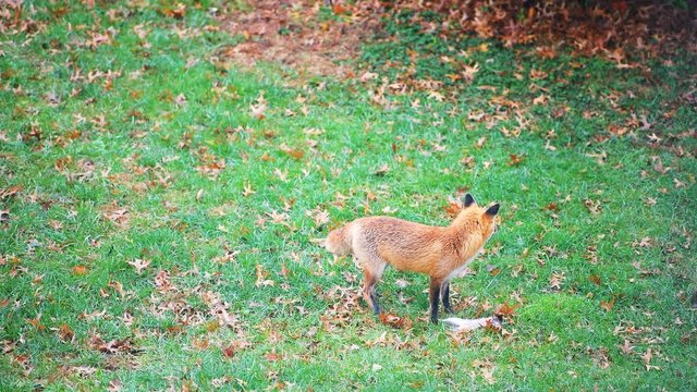 One wild eastern orange red fox in Virginia on grass in backyard or front yard hunting killing eating dead squirrel paw
