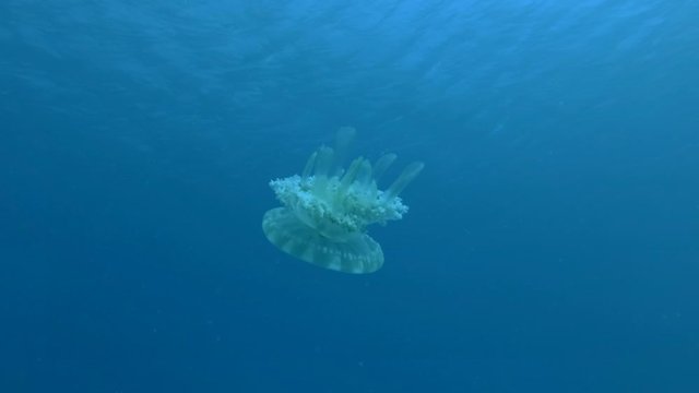 Upside-down jellyfish swims in the blue water. Upside Down Jellyfish (Cassiopea andromeda). Close-up, Underwater shot, Red Sea, Egypt