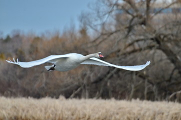 Wild Mute Swan in flight in Ontario, Canada
