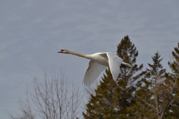 Fototapeta premium Wild Mute Swan in flight in Ontario, Canada