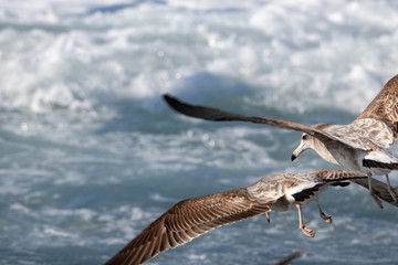 Seagull is hunting on the wave