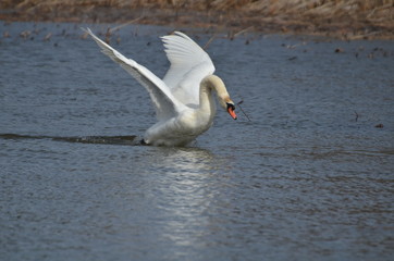 Wild Mute Swan on a lake in Ontario, Canada