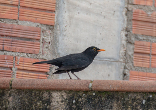 Mirlo