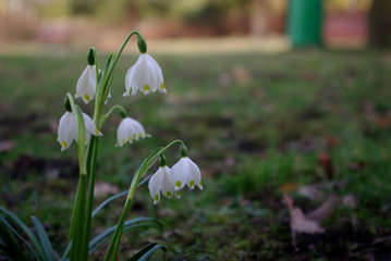 białe kwiaty śnieżycy wiosennej o poranku w parku