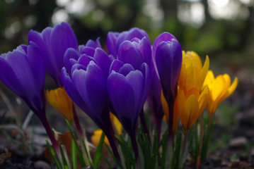 kolorowe krokusy wiosną
