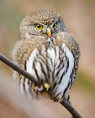 Pygmy Owl