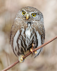 Pygmy Owl