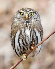 Pygmy Owl