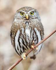 Pygmy Owl