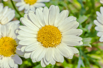 Obraz na płótnie Canvas White daisies in a flower bed in the garden, macro