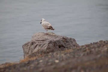 a sea gull on a rock looks into the water