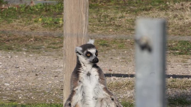 Cute lemur is sitting and looking around. Lemur catta, primate animal in zoological garden. 