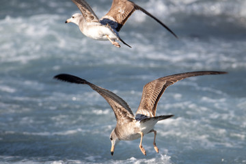 Seagull is hunting on the wave