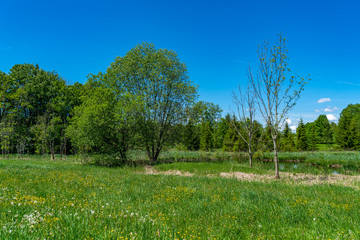 Fototapeta premium Schilf am Seeufer im Sommer