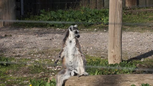 Cute lemur is sitting and looking around. Lemur catta, primate animal in zoological garden. 