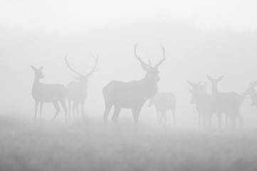 Red deer in the fog, Argentina, Parque Luro Nature Reserve