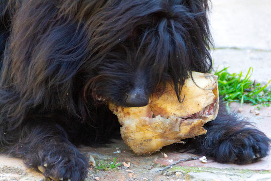 The dog eats a bone Pulin