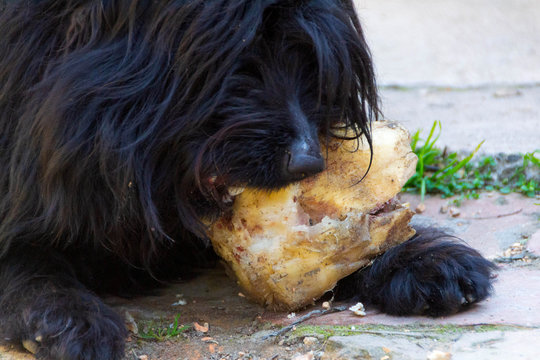 The dog eats a bone Pulin