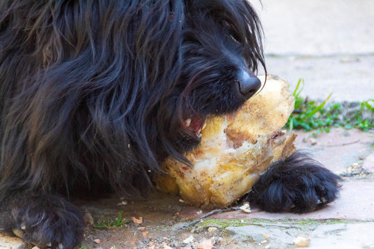 The dog eats a bone Pulin