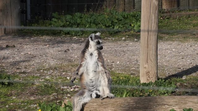 Cute lemur is sitting and looking around. Lemur catta, primate animal in zoological garden. 